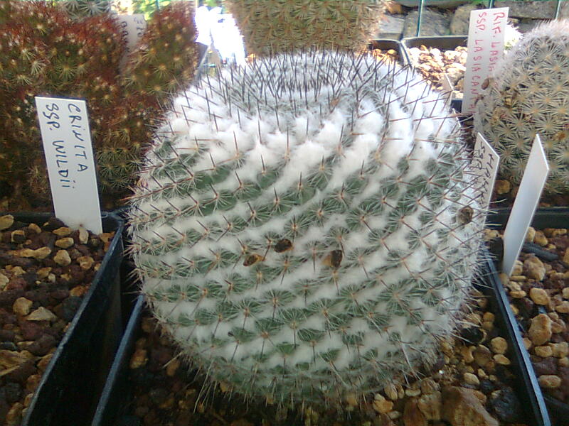 Mammillaria hahniana ssp. woodsii 