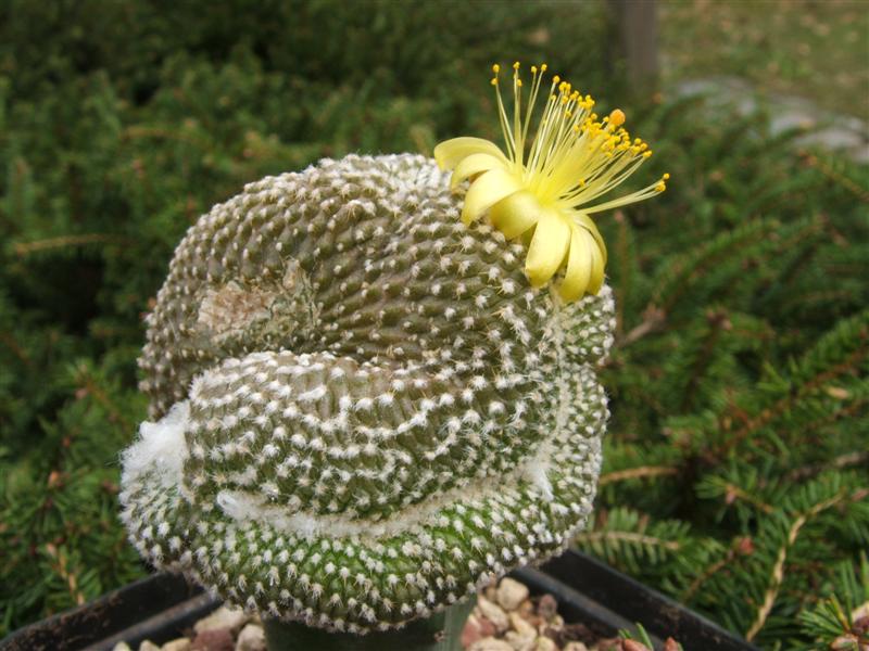 Copiapoa laui f. cristata 