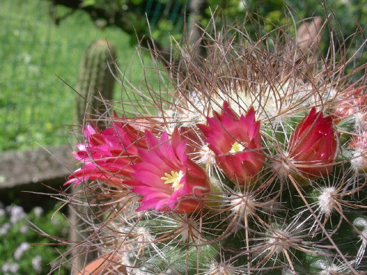 Mammillaria rekoi ssp. leptacantha 