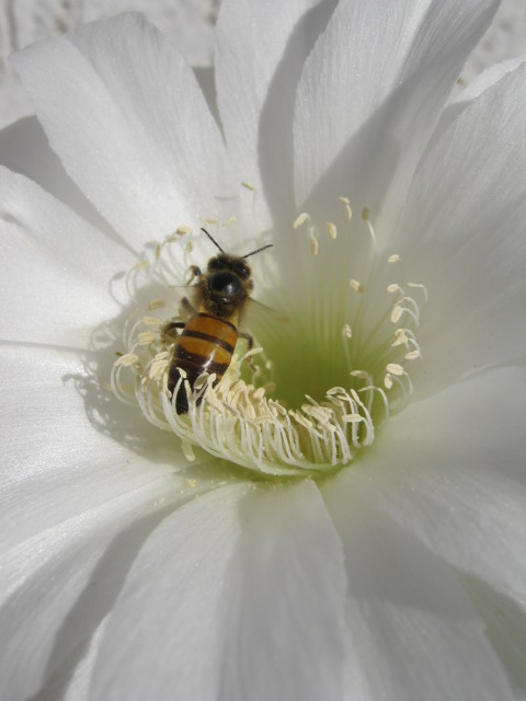 Echinopsis subdenudata 