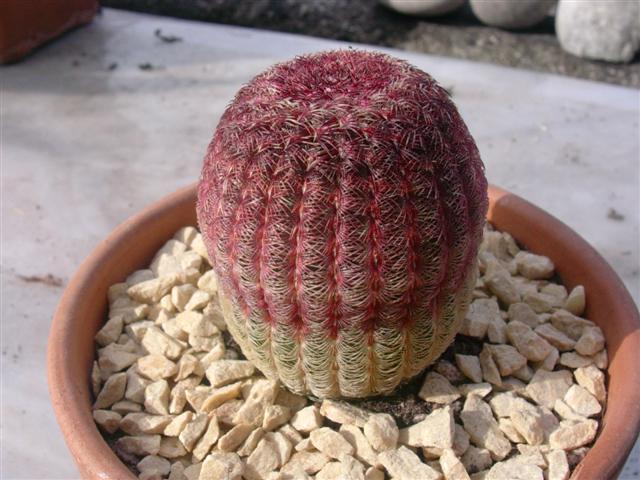 Echinocereus rigidissimus ssp. rubispinus 