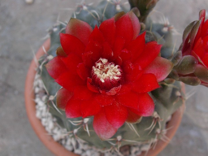 Gymnocalycium baldianum 