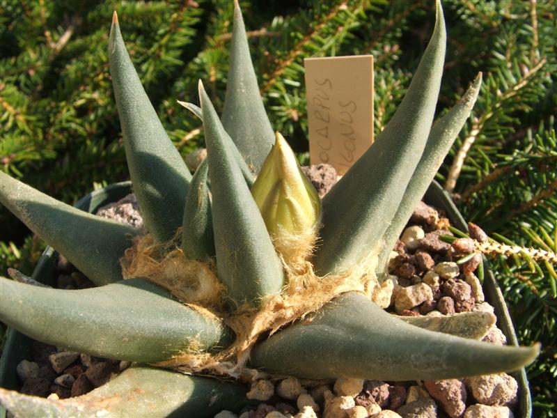 Ariocarpus trigonus 