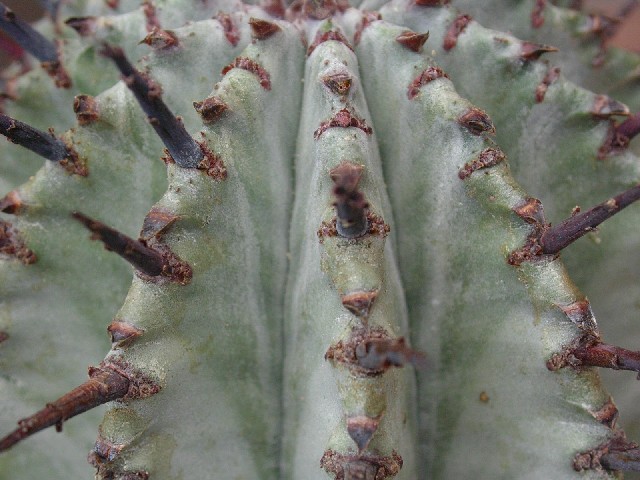 Euphorbia horrida v. striata 