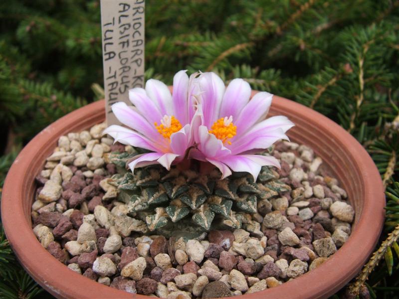 Ariocarpus kotschoubeyanus v. albiflorus 