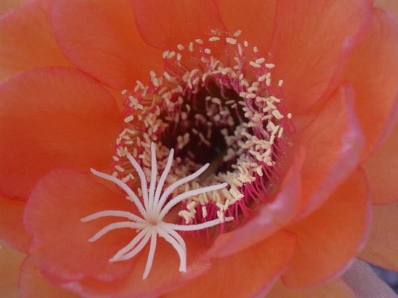 Trichocereus grandiflorus 