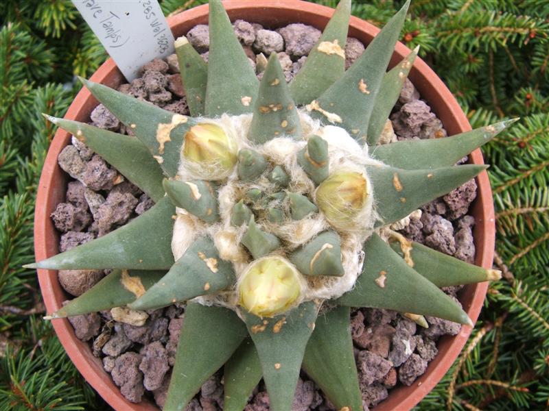 Ariocarpus trigonus 