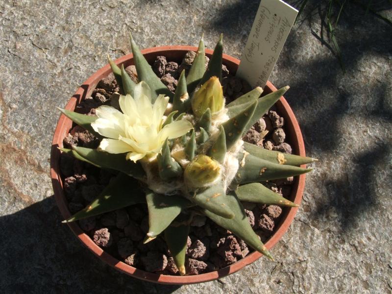 Ariocarpus trigonus 