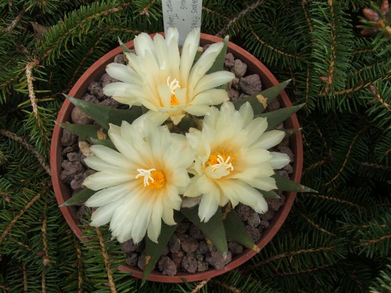 Ariocarpus trigonus 