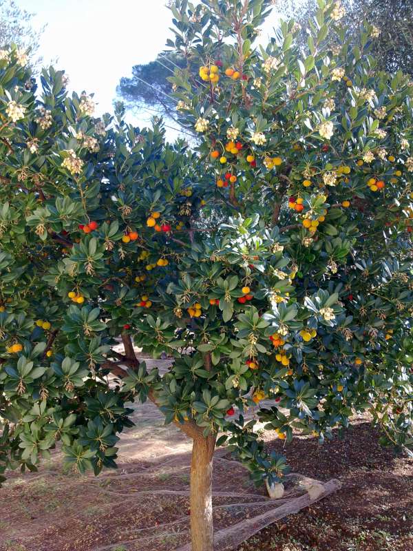 Risultato immagini per CORBEZZOLO (Arbutus unedo)