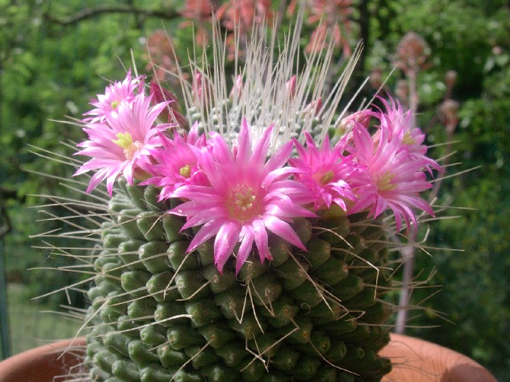 Mammillaria spinosissima cv. un pico 