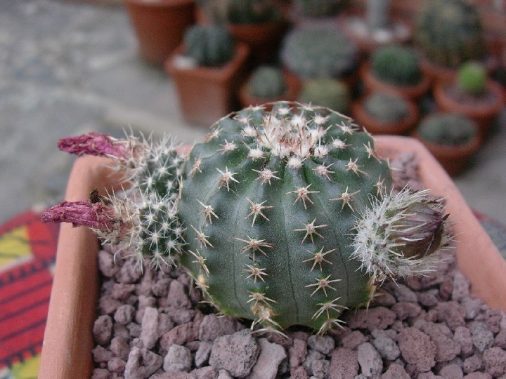 Echinocereus pulchellus 