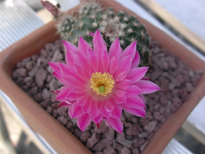 Echinocereus pulchellus 