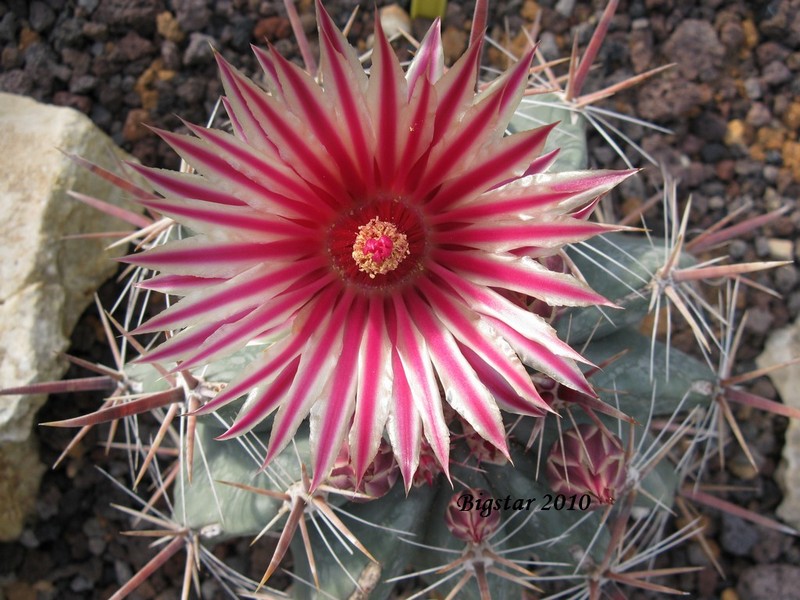 Ferocactus townsendianus PP 151