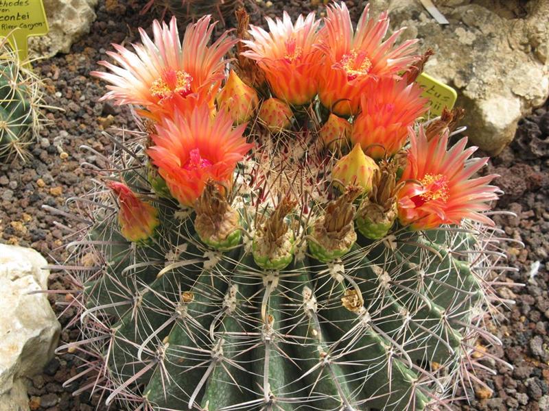 Ferocactus wislizeni 