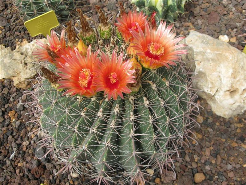 Ferocactus wislizeni 