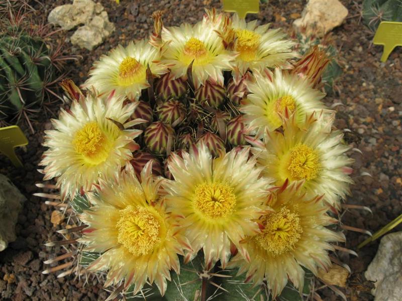 Ferocactus wislizeni ssp. herrerae 