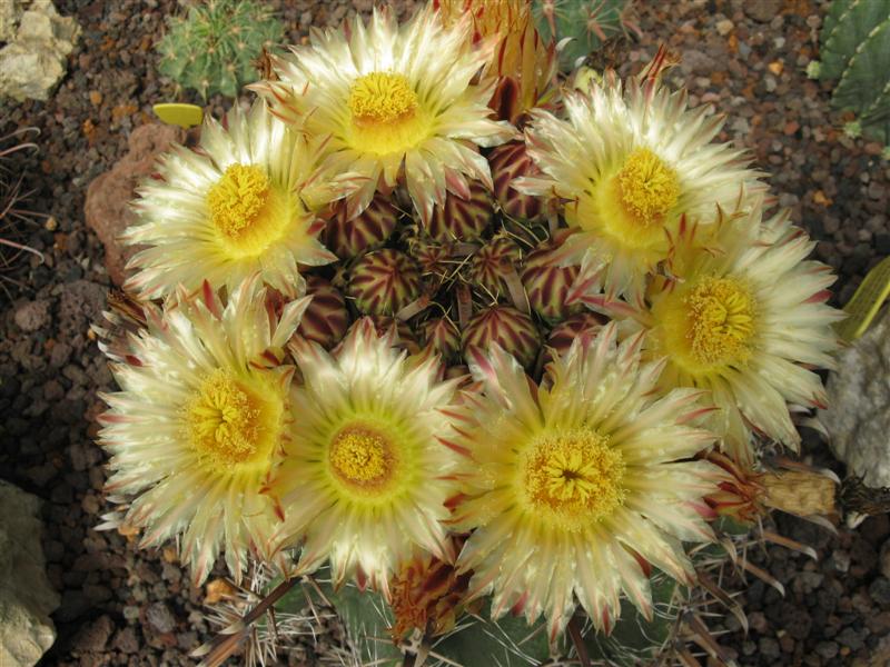 Ferocactus herrerae 