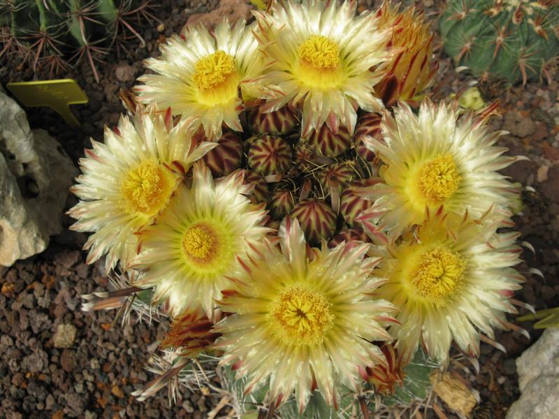 Ferocactus herrerae 