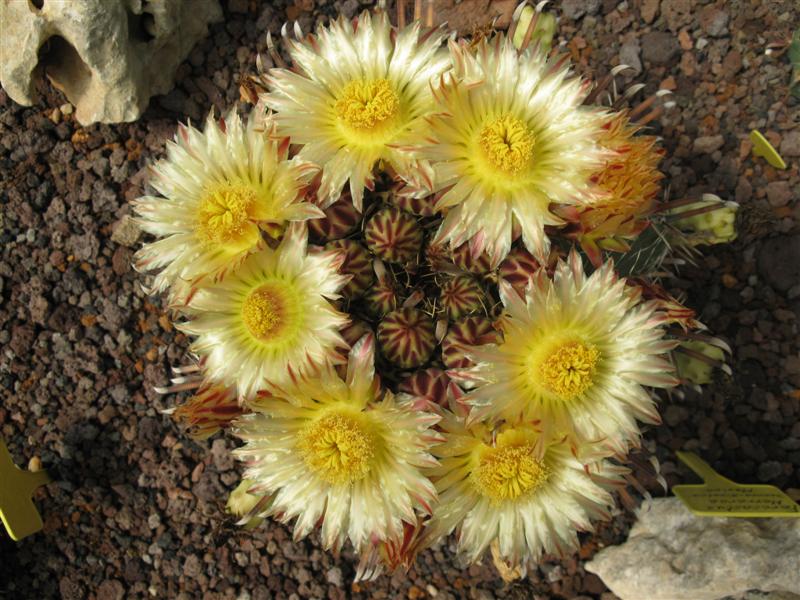 Ferocactus herrerae 