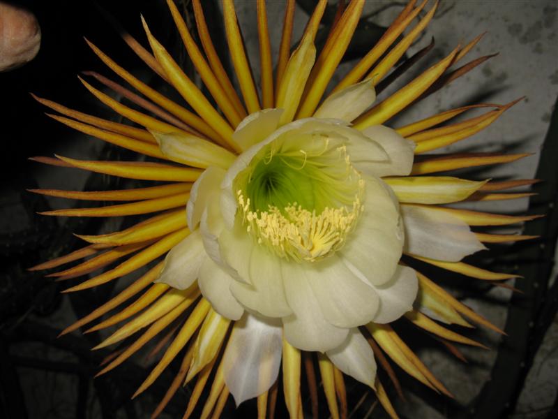 Selenicereus grandiflorus 