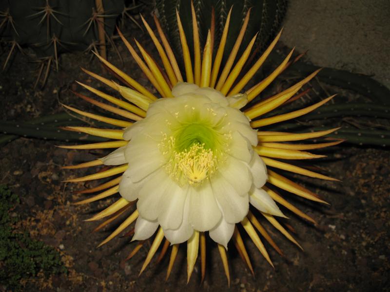 Selenicereus grandiflorus 