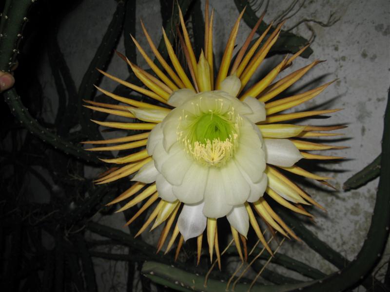 Selenicereus grandiflorus 