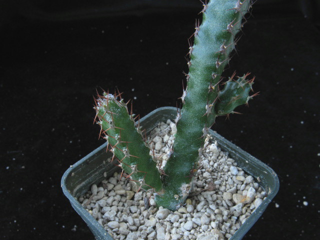 Euphorbia isacantha 