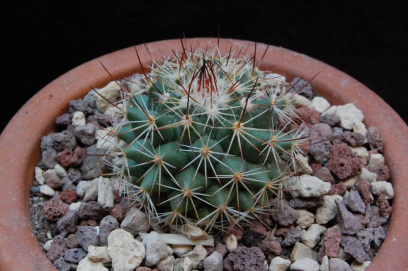 Mammillaria chaletii JMC 4893