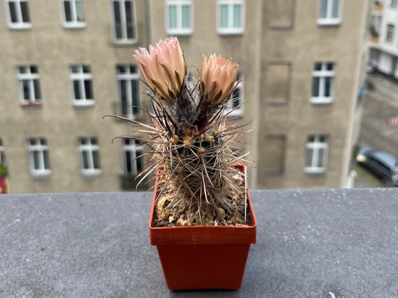 austrocactus bertinii