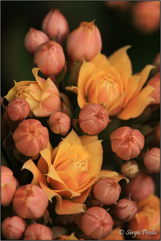 Kalanchoe blossfeldiana cv. calandiva 