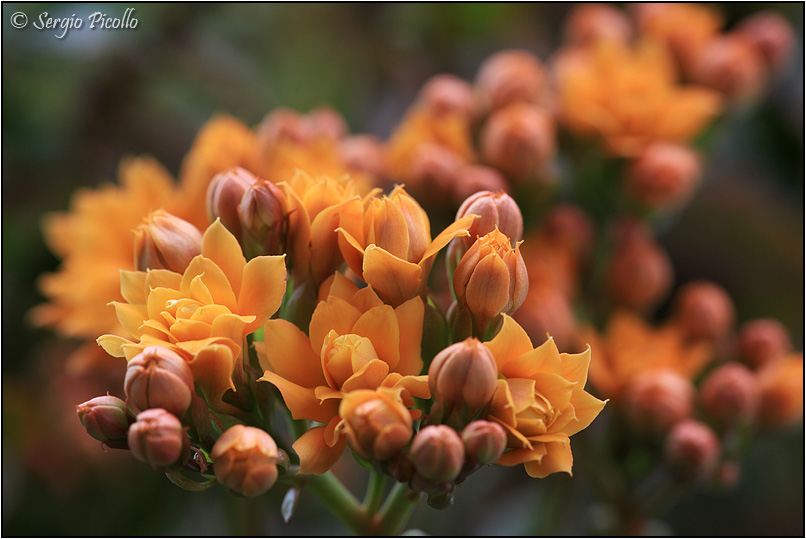 Kalanchoe blossfeldiana cv. calandiva 