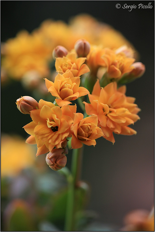 Kalanchoe blossfeldiana cv. calandiva 