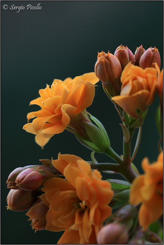 Kalanchoe blossfeldiana cv. calandiva 