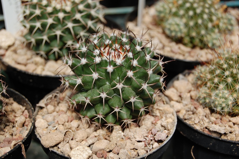 Mammillaria Karwinskiana ssp. nejapensis DAR 099a