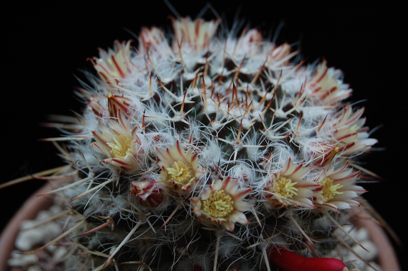 Mammillaria karwinskiana ssp. nejapensis SB 583