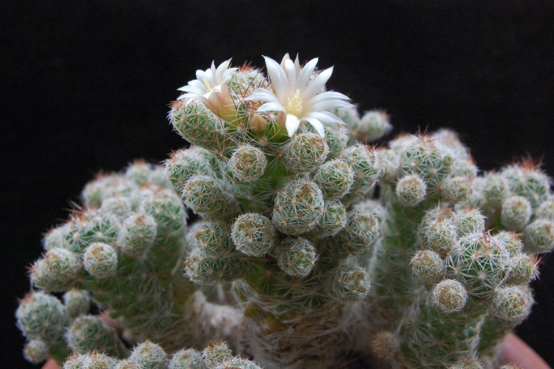 Mammillaria vetula ssp. gracilis 