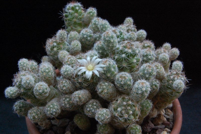 Mammillaria vetula ssp. gracilis 