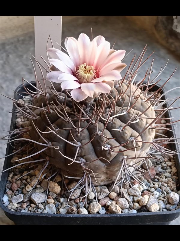 Gymnocalycium kozelskyanum jb20