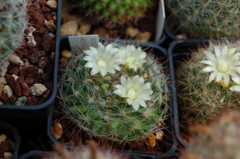 Mammillaria kunzeana 