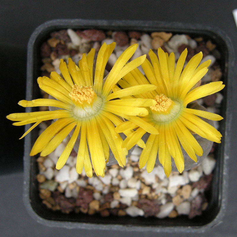 Lithops hookeri v. elephina 