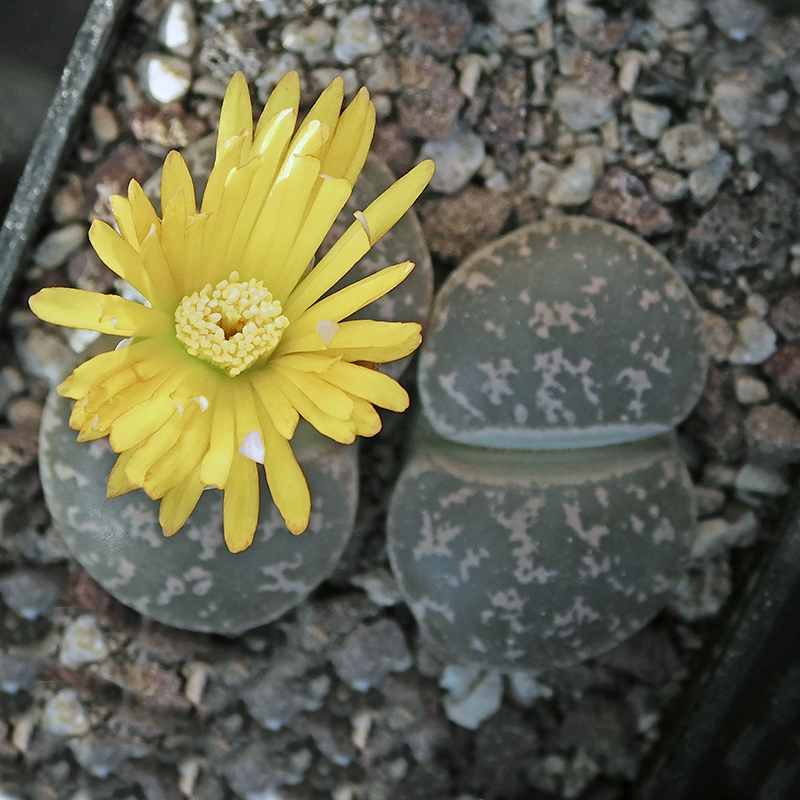 Lithops lesliei f. pietersburg 