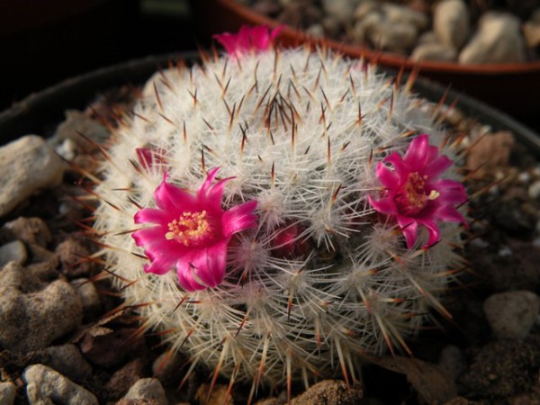 Mammillaria juxtlahuacensis TL 205