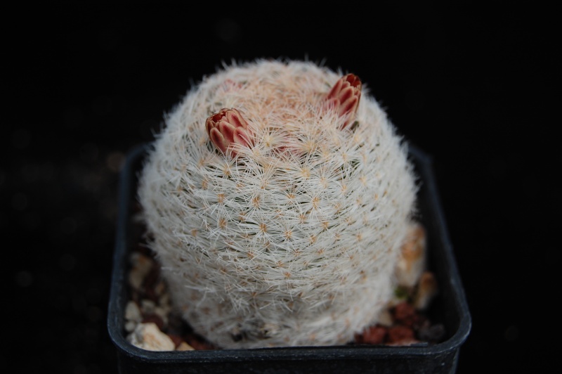 Mammillaria lasiacantha ssp. egregia 