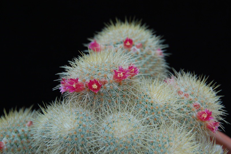 Mammillaria dixanthocentron LAU 1087