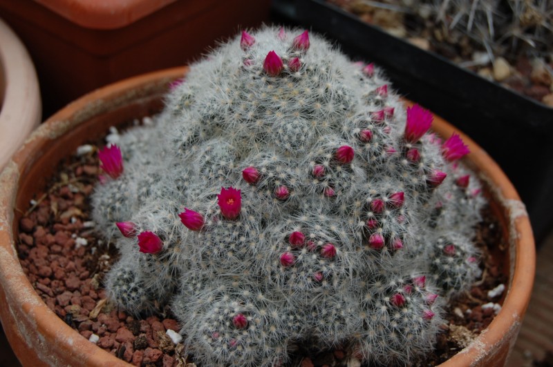 Mammillaria laui ssp. dasyacantha 