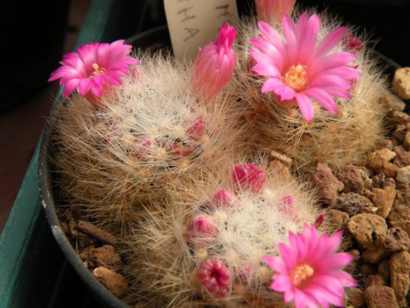 Mammillaria laui ssp. dasyacantha 