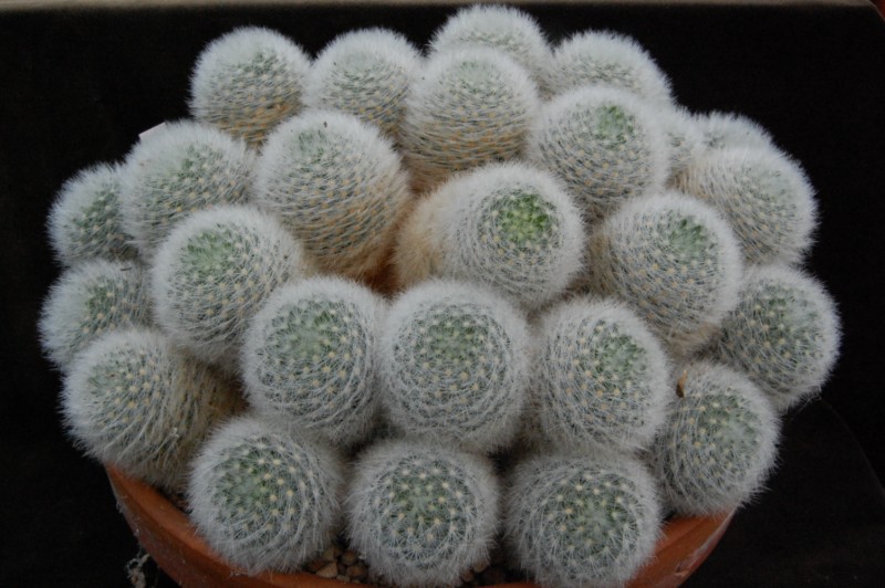 Mammillaria laui ssp. dasyacantha 