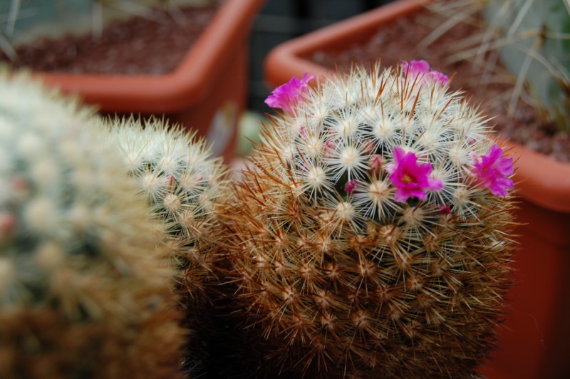 Mammillaria laui ssp. subducta 