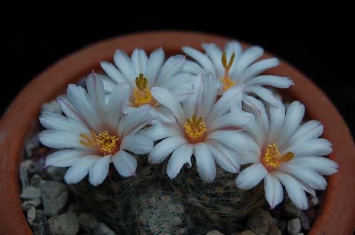 Mammillaria lenta 